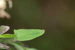 South Americn skullcap